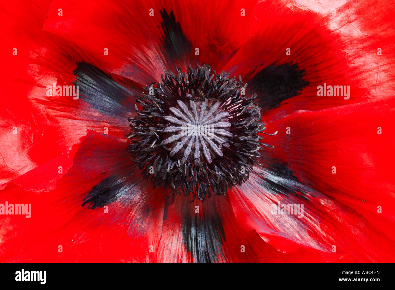 Oriental Poppy (Papaver orientale), close-up of flower. Switzerland Stock Photo