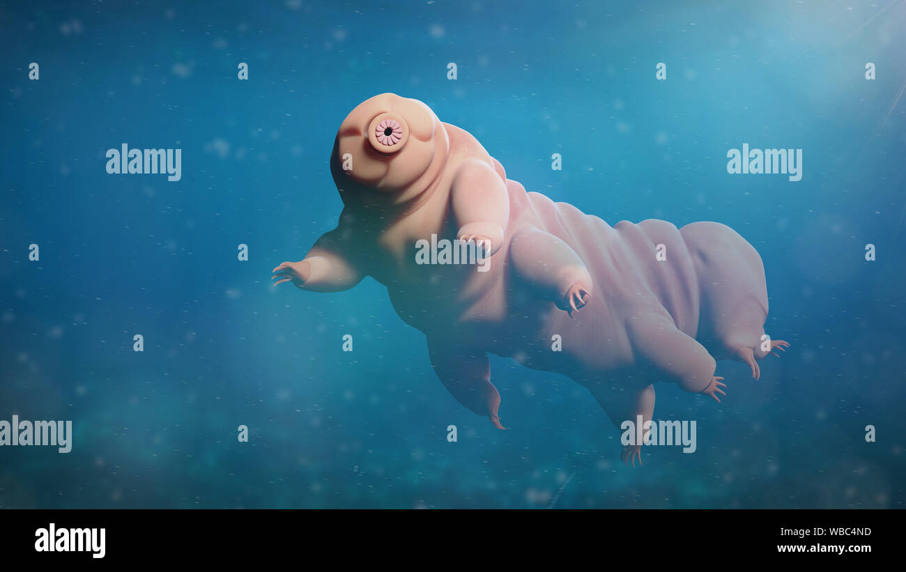 tardigrade, swimming water bear, microscopic extremophile Stock Photo