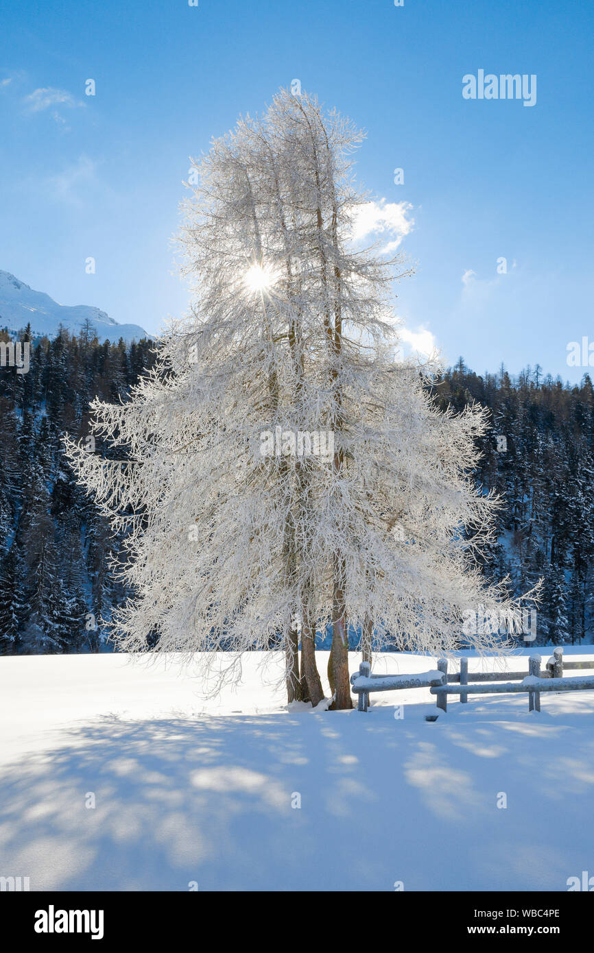 Common Larch, European Larch (Larix decidua). Trees in winter. Grisons, Switzerland Stock Photo