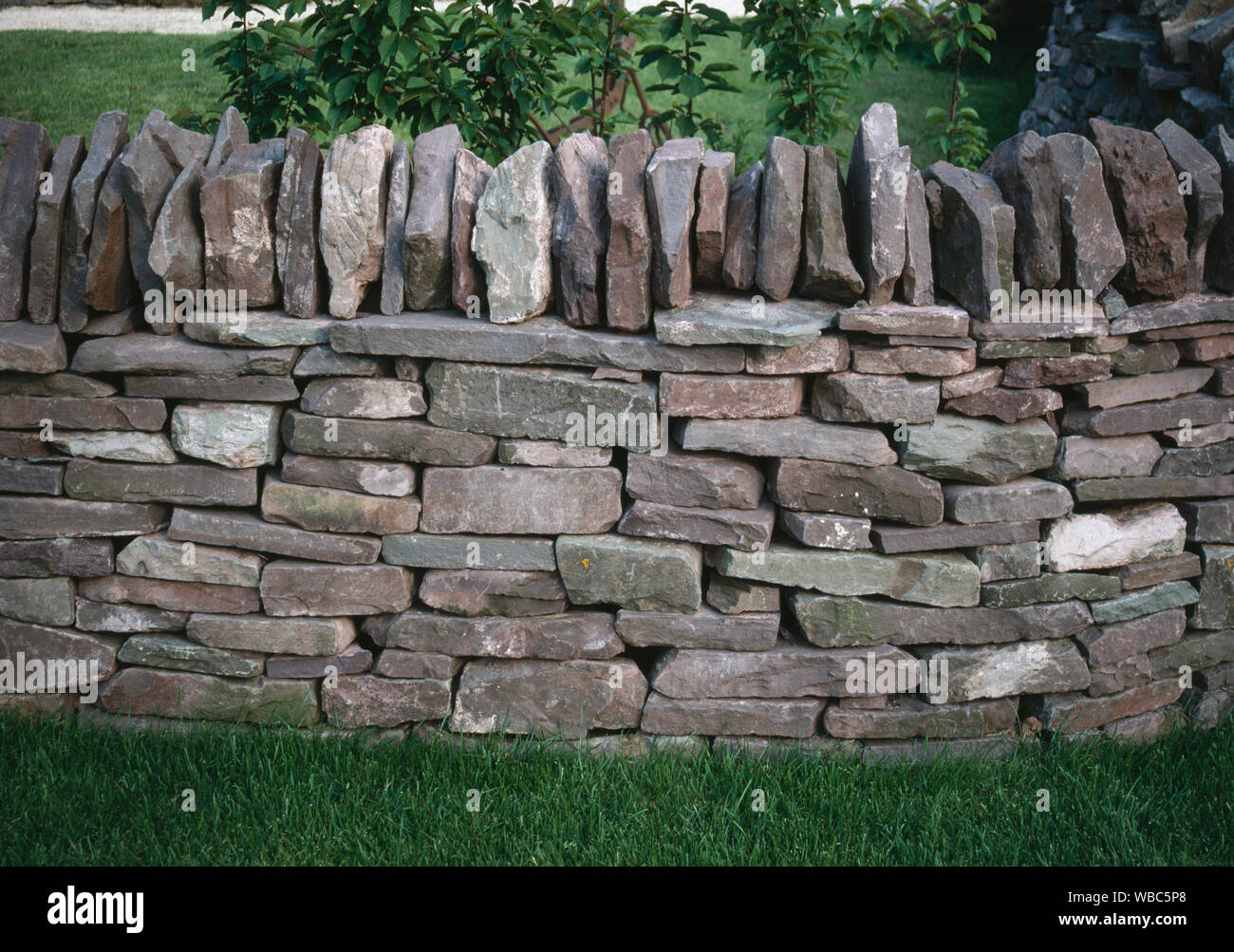 DRY STONE WALL  newly rebuilt  in traditional Breconshire style (Wales) Stock Photo