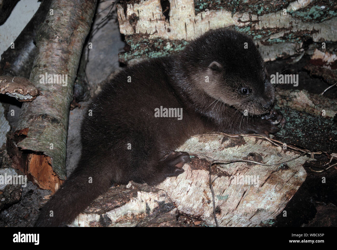 EUROPEAN OTTER ( Lutra lutra). Ten-week-old cub, feeding on solid food item. Weaned. Rescued, storm blown orphan. The Inner Hebrides, West coast Scotland.  Later released on site of finding. Stock Photo