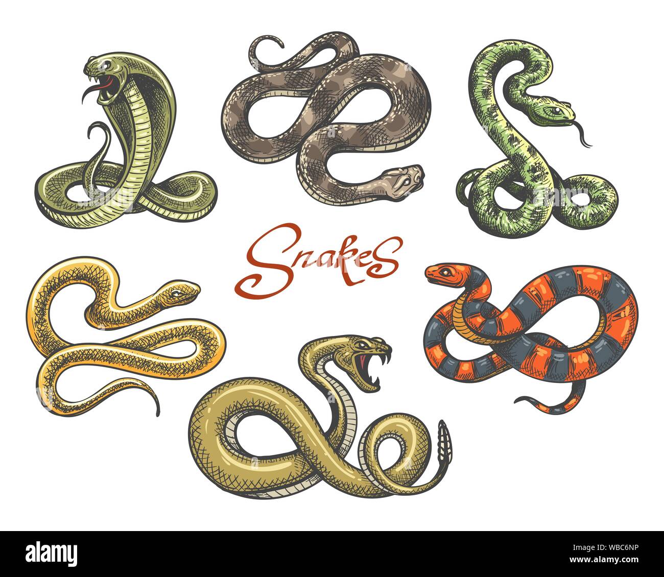 Snake tattoo vector. Colored snakes tattoos on white, vintage viper and cobra evil serpent vector illustration Stock Vector