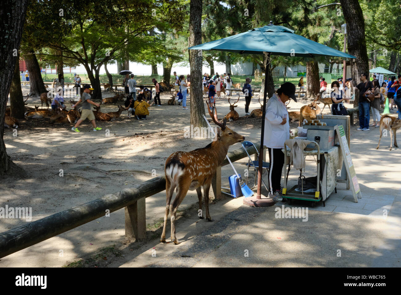 Street sellers sell deer crackers to tourists for them to feed to the sacred deer of Nara, Japan. Stock Photo