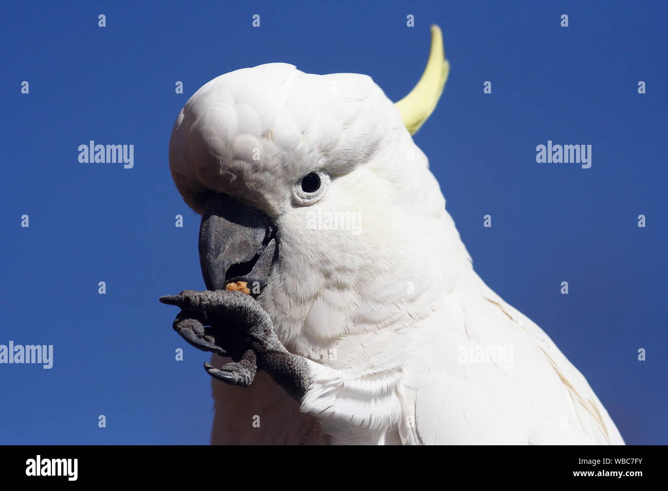 Portrait of a Sulphur Crested Cockatoo, Cacatua galerita, on a Blue Sky background. Stock Photo