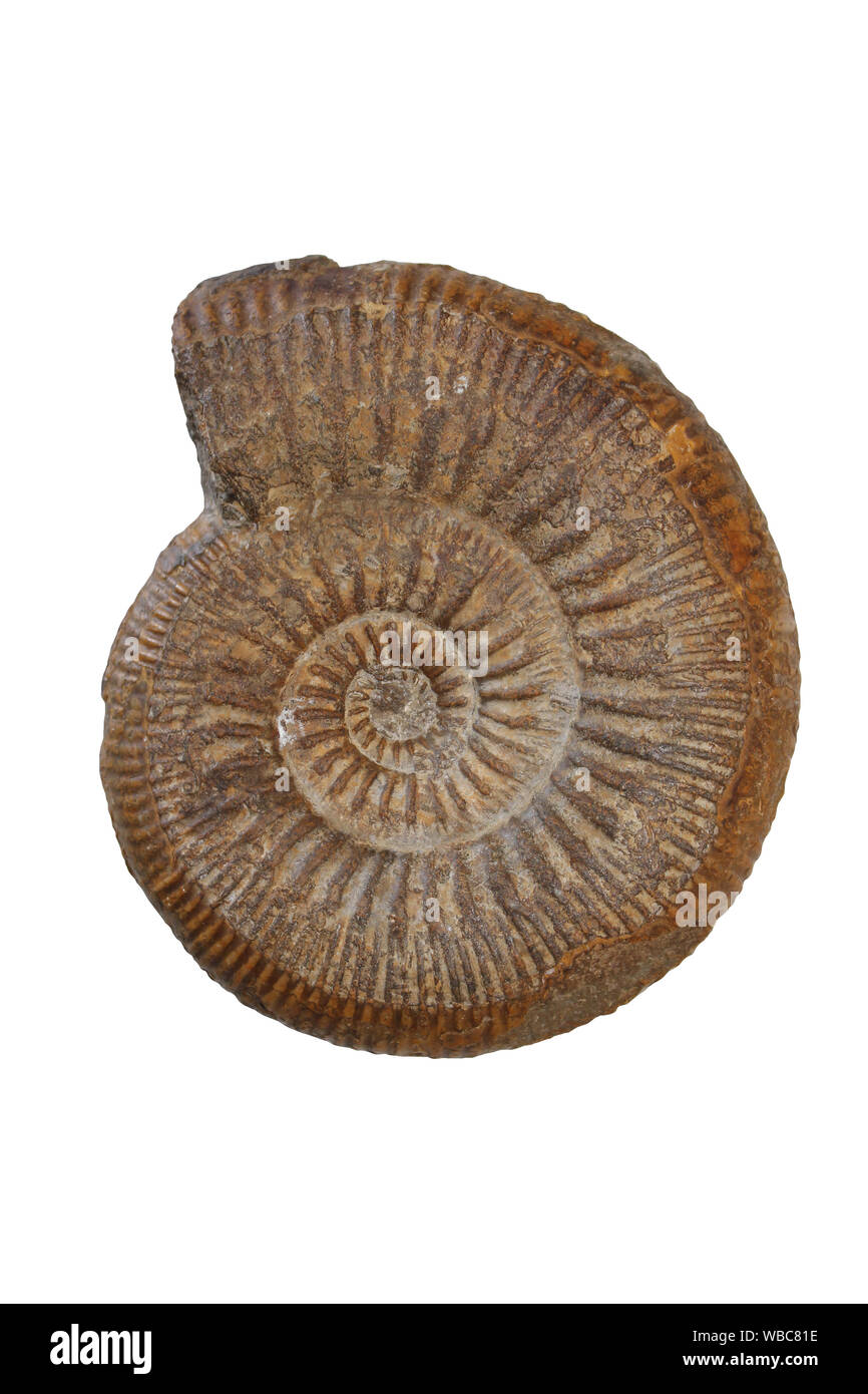 Stephanoceras humphriesianum , Inferior Oolite, Yeovil, Somerset, UK Stock Photo