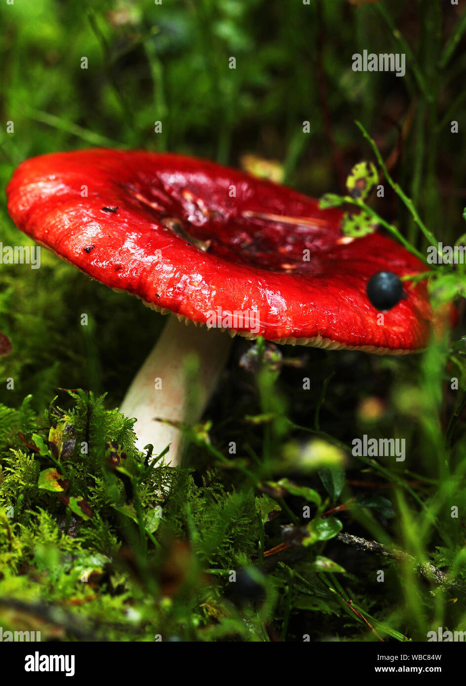 edible white mushroom with orange cap on bright green mossy forest floor. Stock Photo