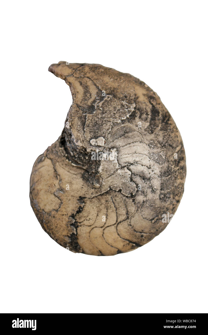 Tornoceras - a Devonian Goniatite - early Ammonite Stock Photo