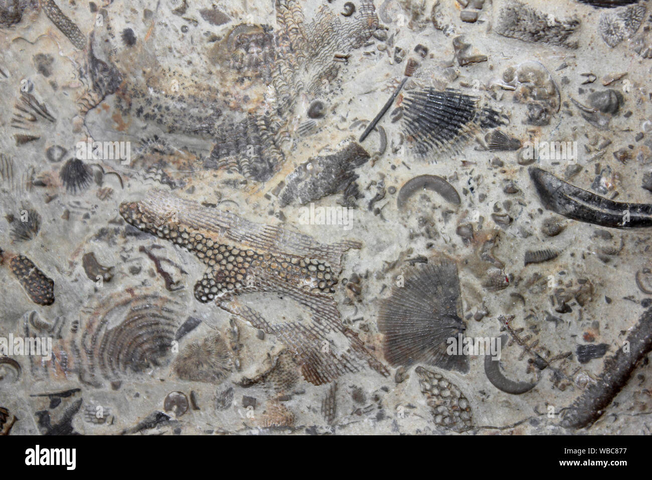 Much Wenlock Limestone Formation Containing Fossils Of Silurian Reef Fauna Including Brachiopods, Crinoids and Bryozoans - Dudley, West Midlands,UK Stock Photo