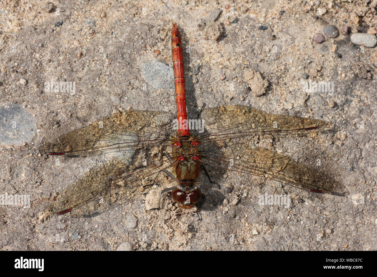 Common Darter Dragonfly Sympetrum striolatum - male at Highfield Moss SSSI, Greater Manchester, UK Stock Photo