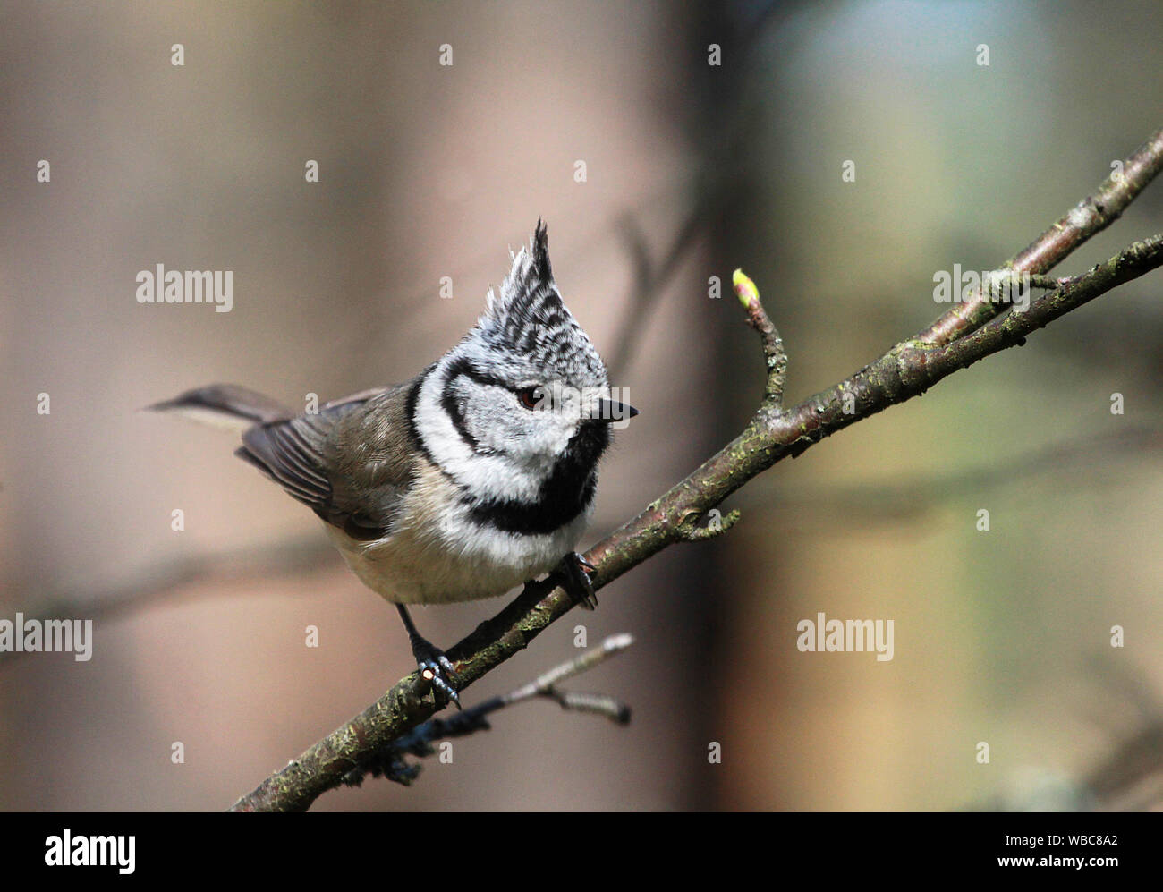 close up of a crested tit (Lophophanes cristatus)  sitting on a bare branch on bokeh background Stock Photo