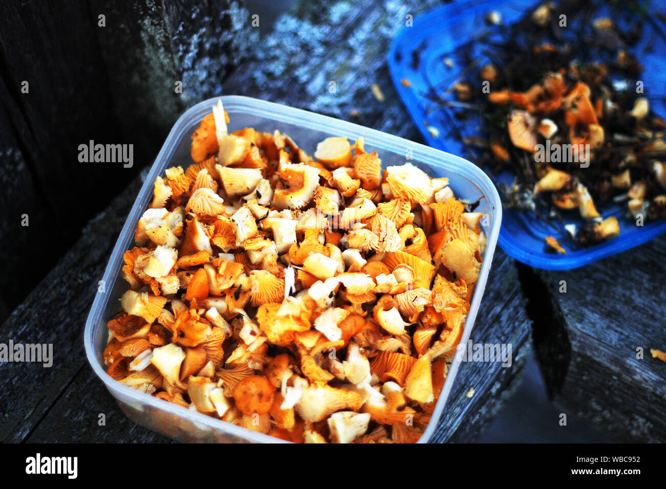 Self picked and chopped chanterelle, cantharellus cibarius mushroom in a plastic container Stock Photo