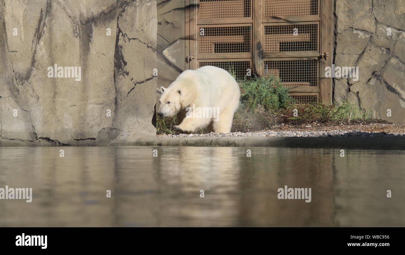 Rostock zoo polarium open day Noria female polar bear cake 22nd September 2018 Stock Photo