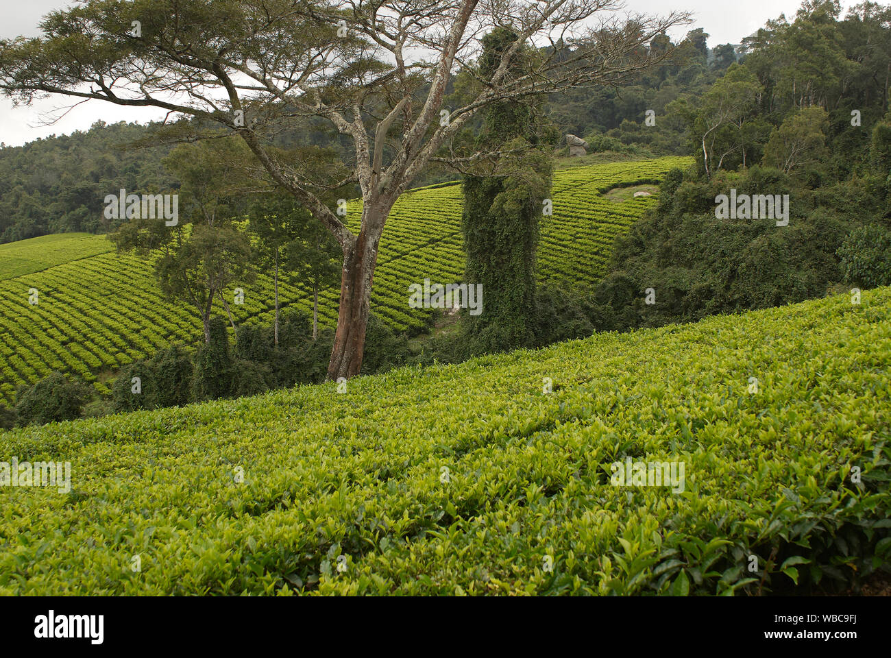 Tea, ready for harvesting Stock Photo Alamy
