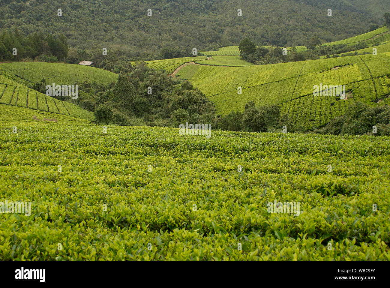 Tea, ready for harvesting Stock Photo Alamy