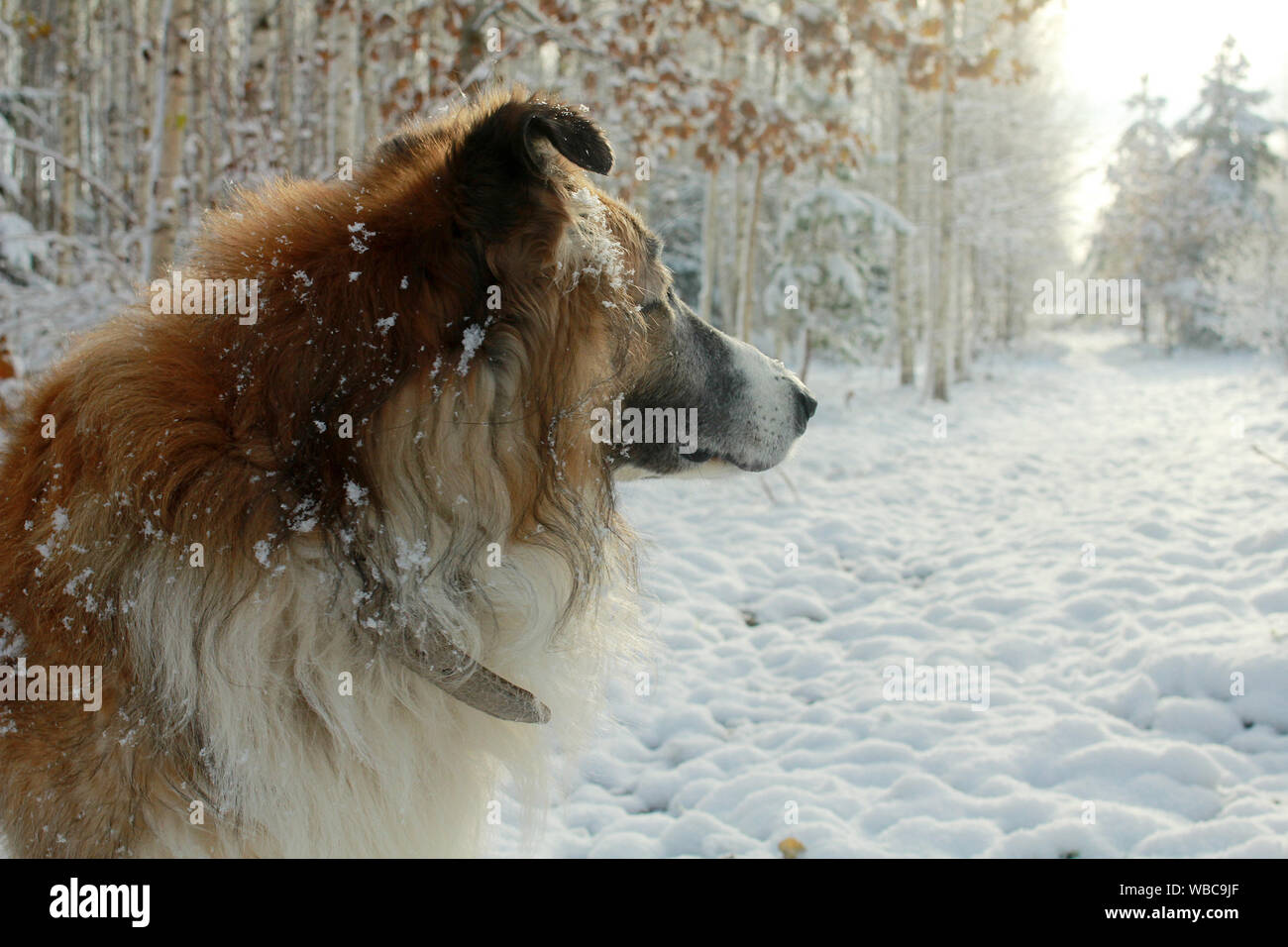 a fluffy long haired dog in snowy winter background Stock Photo
