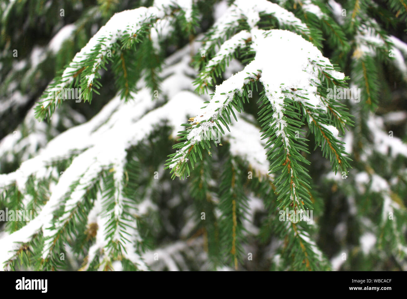 close up of snow covered fir or spruce tree branches and needles (Picea abies) Stock Photo