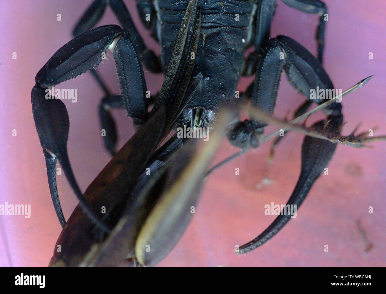 close up of a face of a scorpion (Tityus Obscurus) eating a grasshopper on wooden background in french guiana Stock Photo