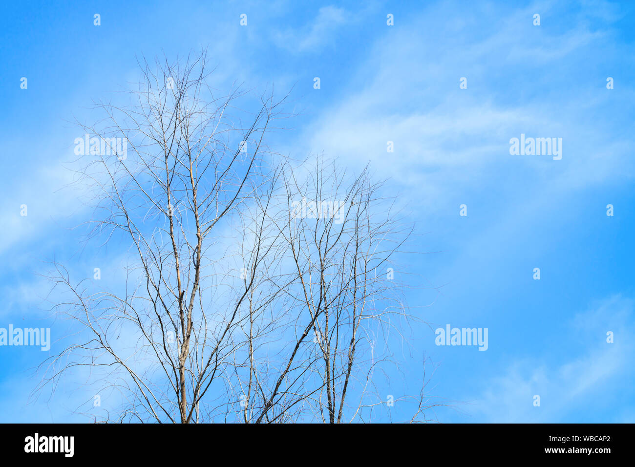 dry tree with blue sky background with copy space add text Stock Photo ...