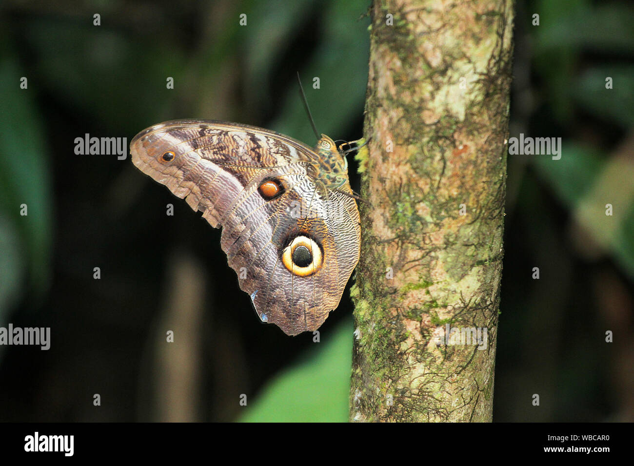 Morpho butterfly with closed wings in nature of French Guiana Stock Photo