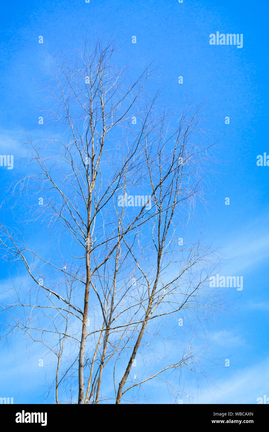 dry tree with blue sky background with copy space add text Stock Photo ...