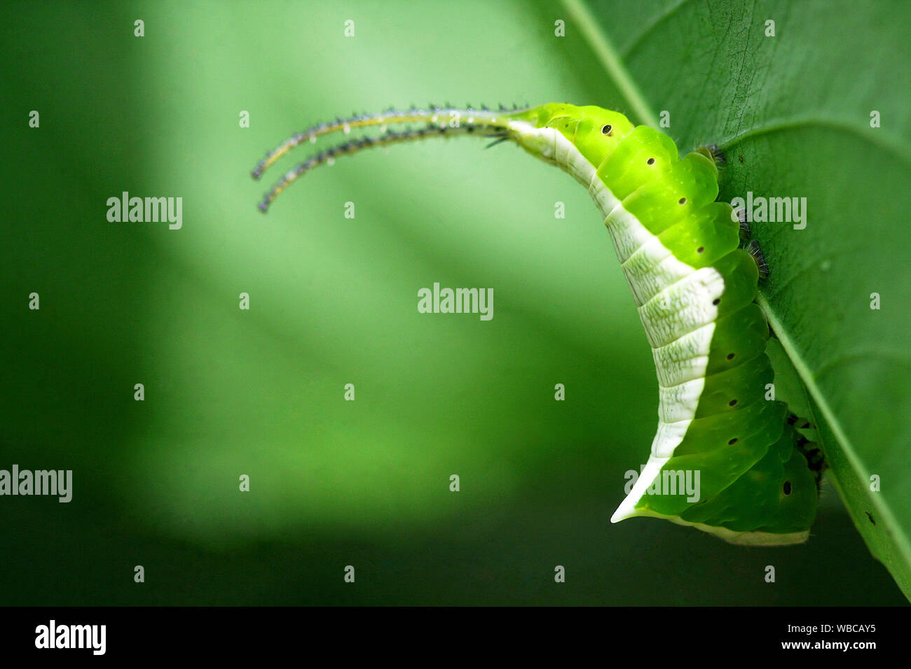 Amazon rainforest caterpillar hires stock photography and images Alamy