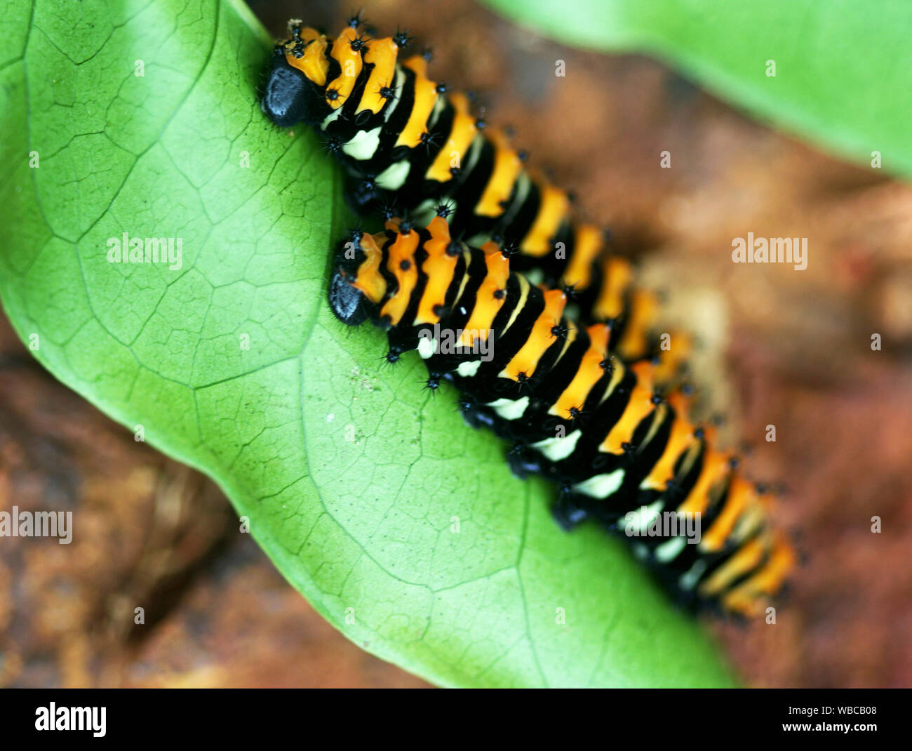 Poisonous caterpillar hires stock photography and images Alamy