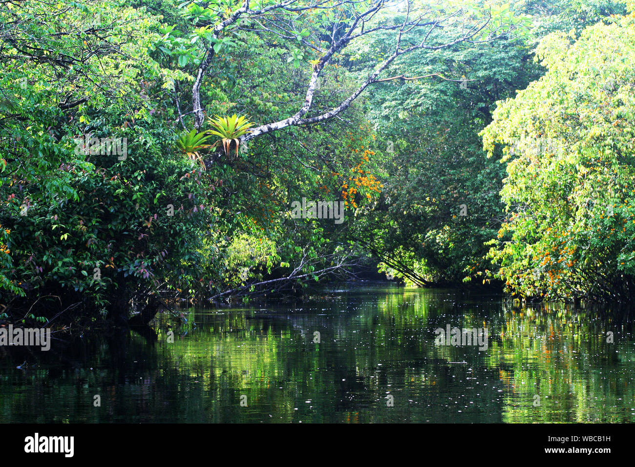 Reflective River Through Rainforest In French Guiana Trees On Top And 