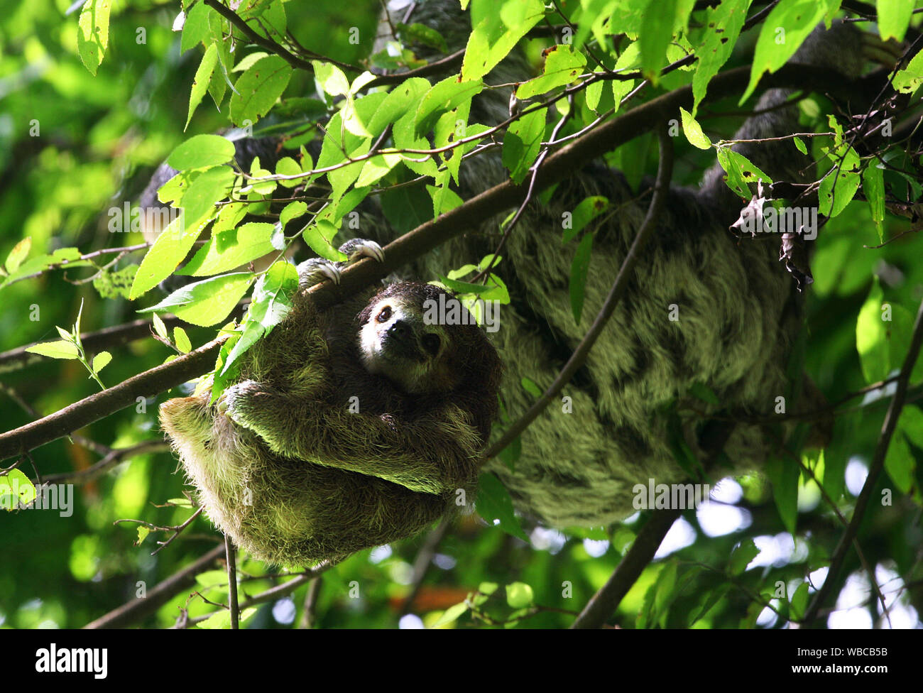 Cute three-toed sloth baby and his mother in nature of French Guyana on green jungle background Stock Photo