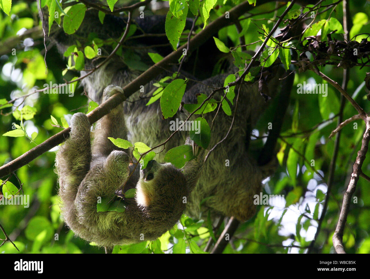 Cute three-toed sloth baby and his mother in nature of French Guyana on green jungle background Stock Photo