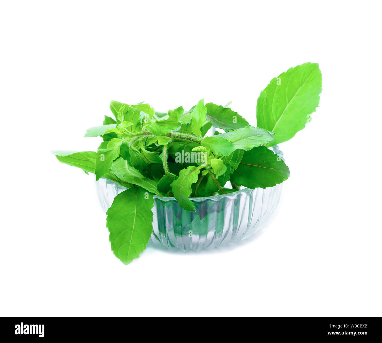 basil leaves herb pile in bowl glass on white background (Ocimum