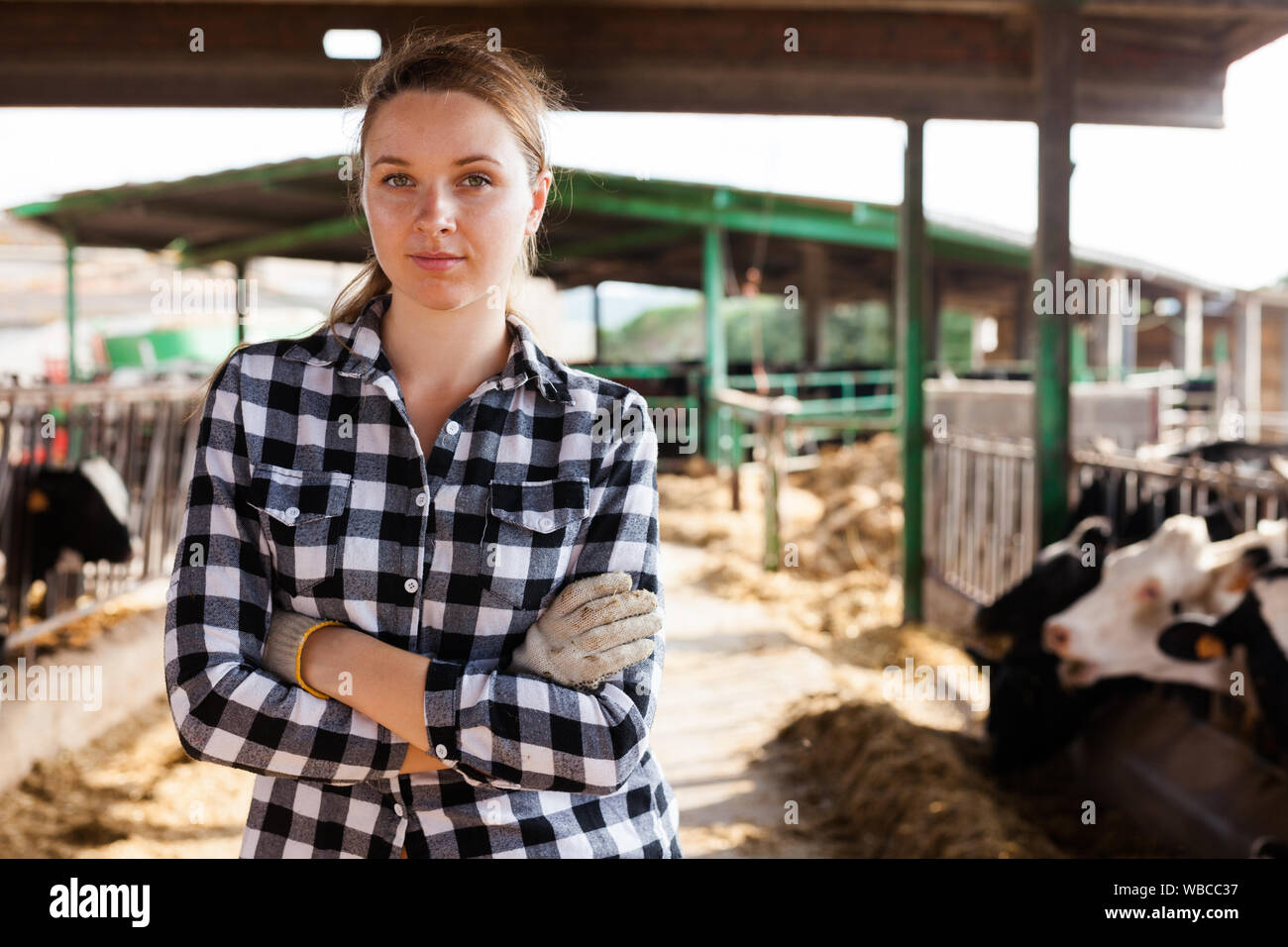 Positive female farmer posing in cowshed at dairy farm Stock Photo - Alamy