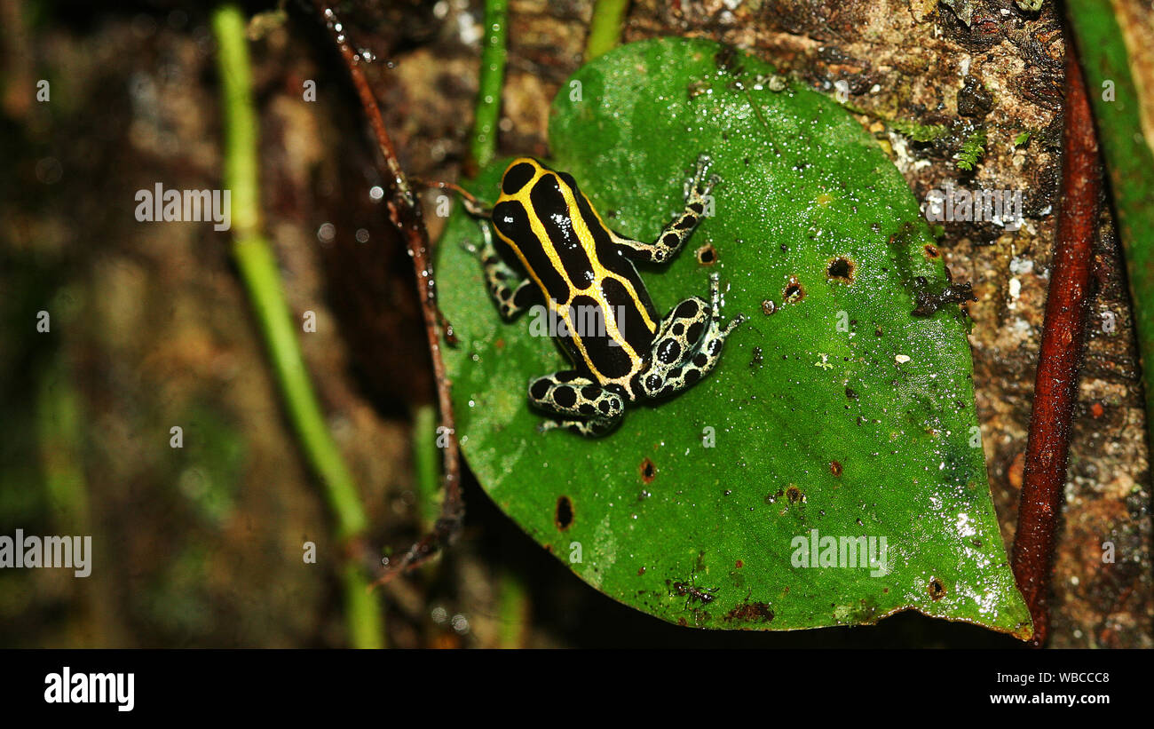 Poison dart frog: blue-yellow frog on a leaf, climbing a tree in nature of French Guiana. Blue and yellow Amazon Dyeing Poison Frog, Dendrobates tinct Stock Photo