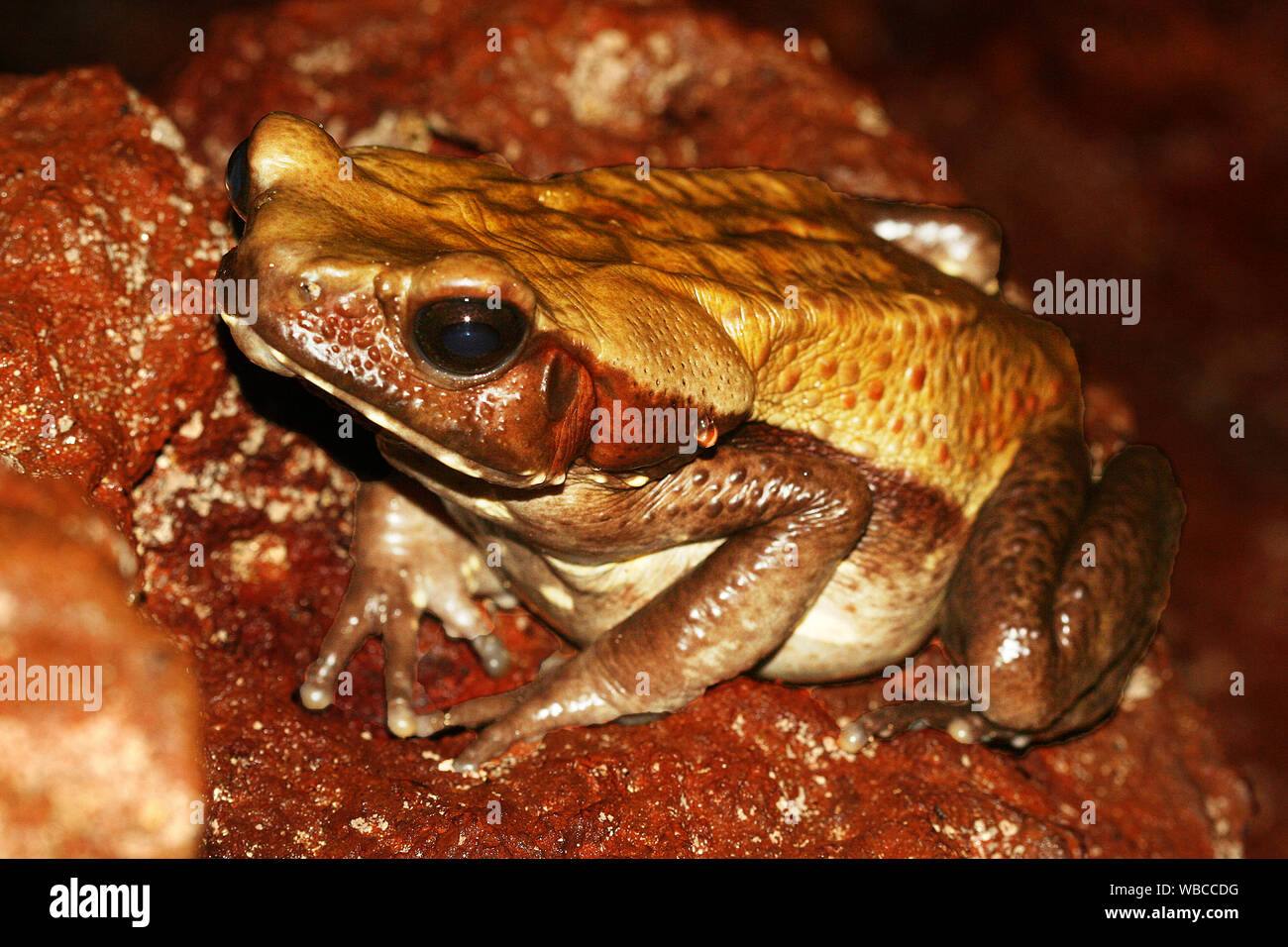 Smooth-sided toad (Rhaebo guttatus, formerly known as Bufo guttatus ...