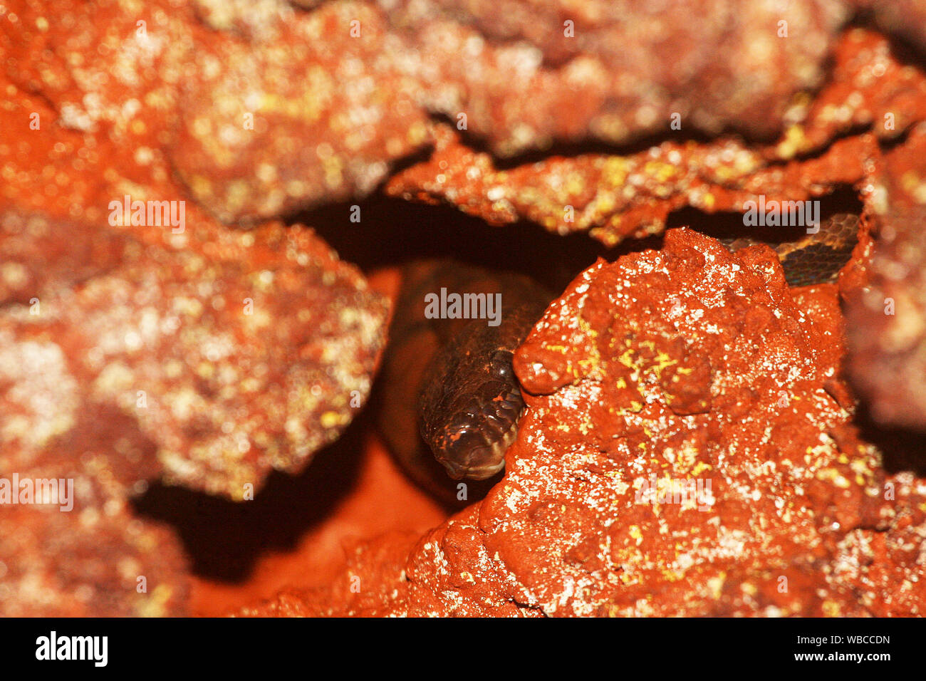rainbow boa (Epicrates cenchria) hiding in a cave in French Guiana rain forest Stock Photo