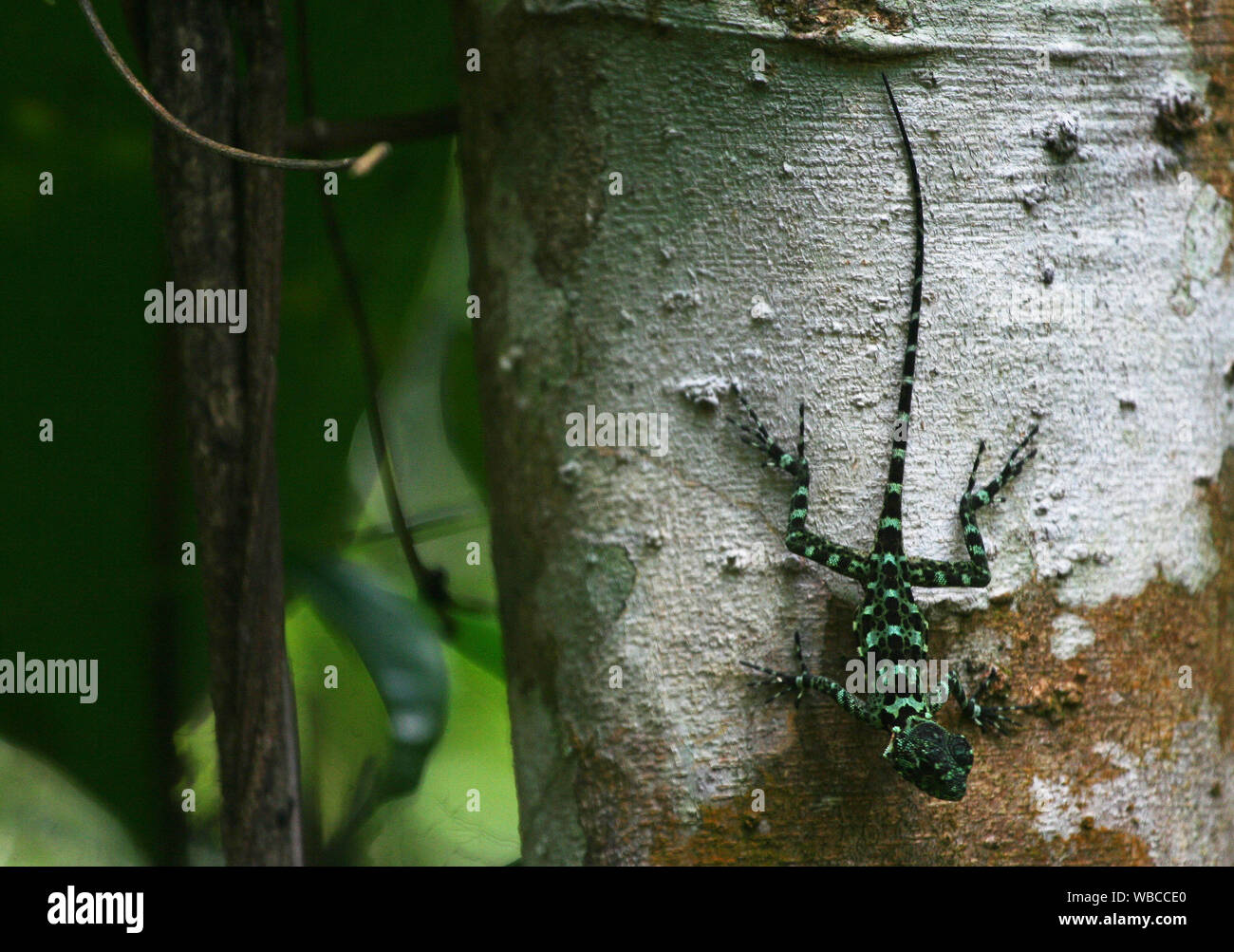 Camouflaged green wild lizard on a tree in nature of French Guiana ...