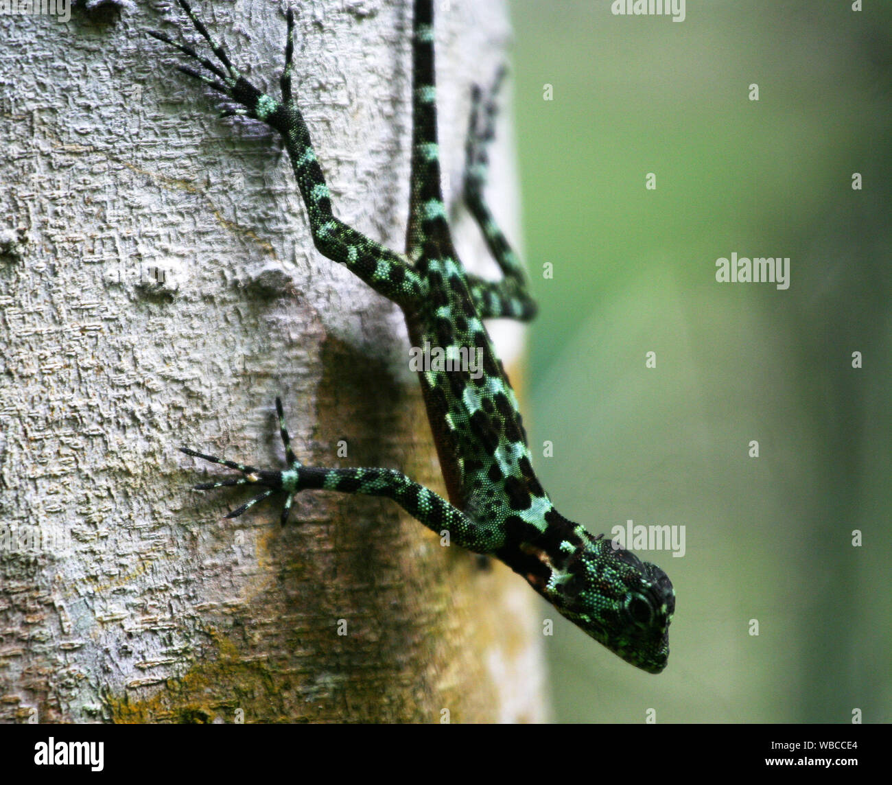 Amazon Forest Dragon High Resolution Stock Photography and Images - Alamy