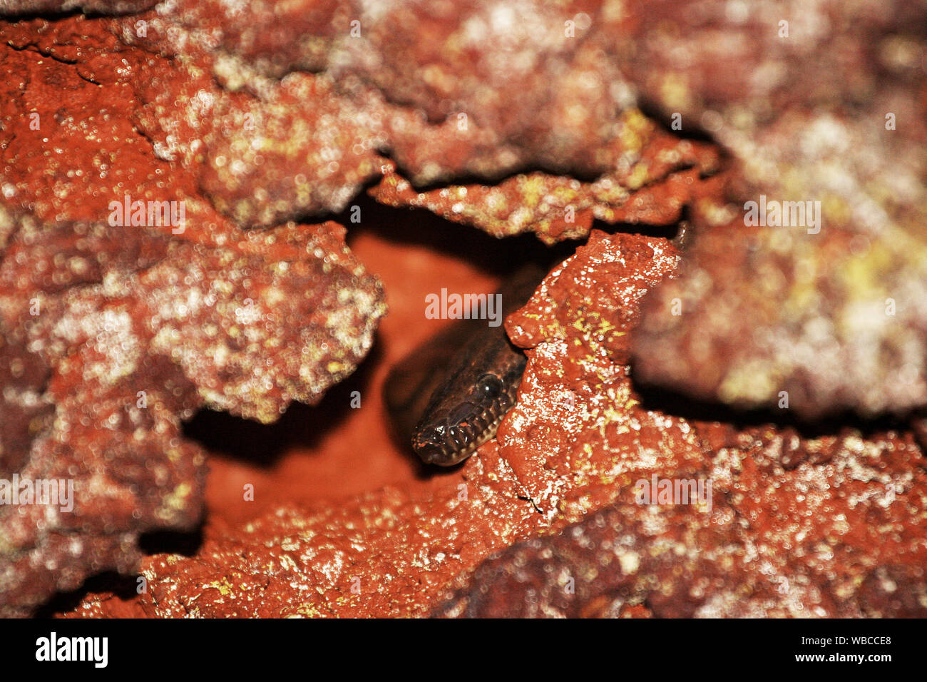 rainbow boa (Epicrates cenchria) hiding in a cave in French Guiana rain forest Stock Photo