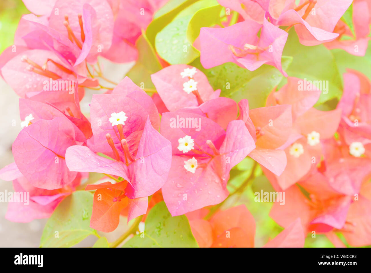 bougainvillea flower red with green leaves beautiful in the garden. with copy space add text Stock Photo