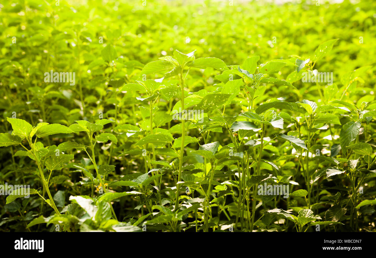 View of plantation of white jute in sunny greenhouse Stock Photo