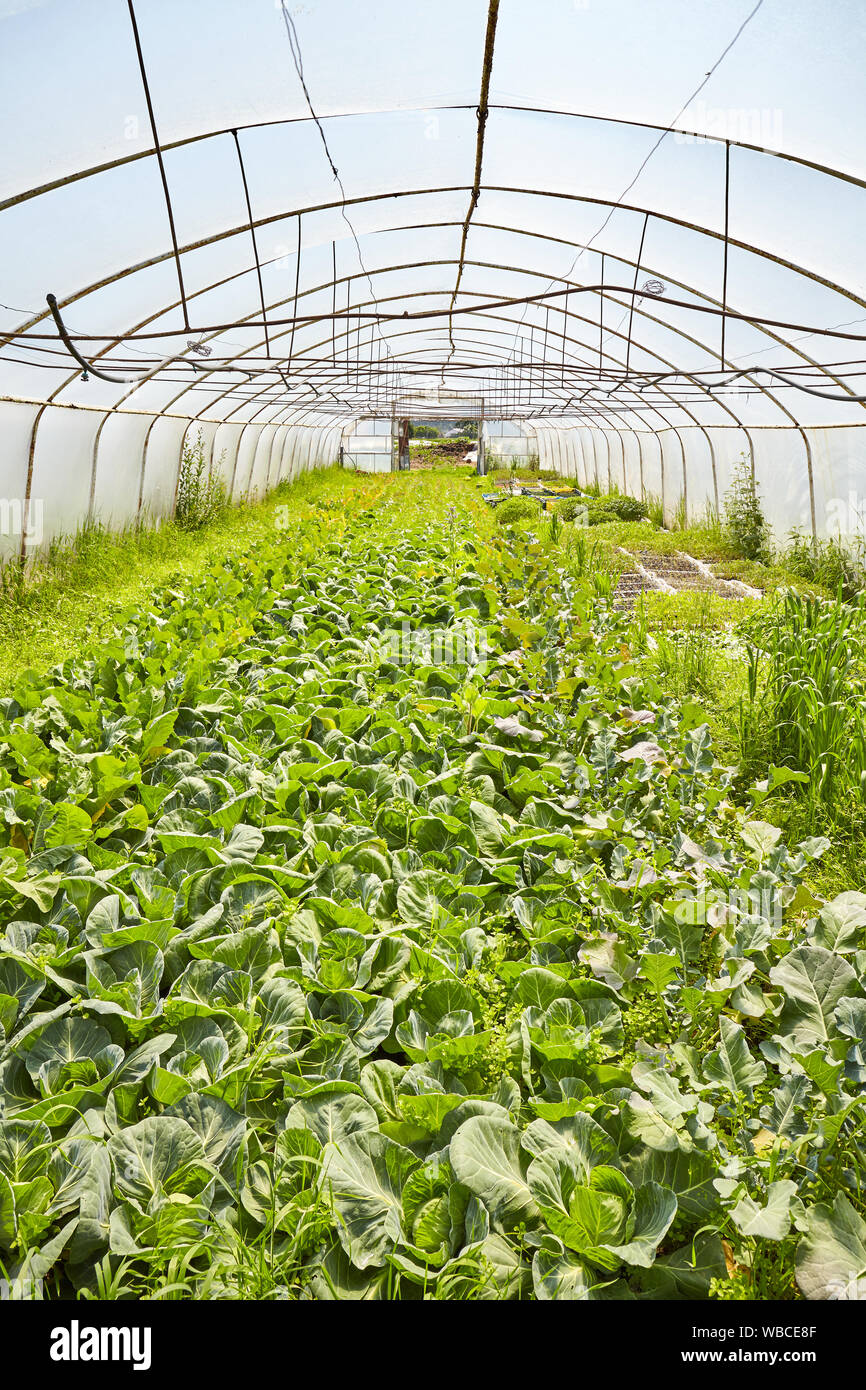 Interior of greenhouse hi-res stock photography and images - Alamy