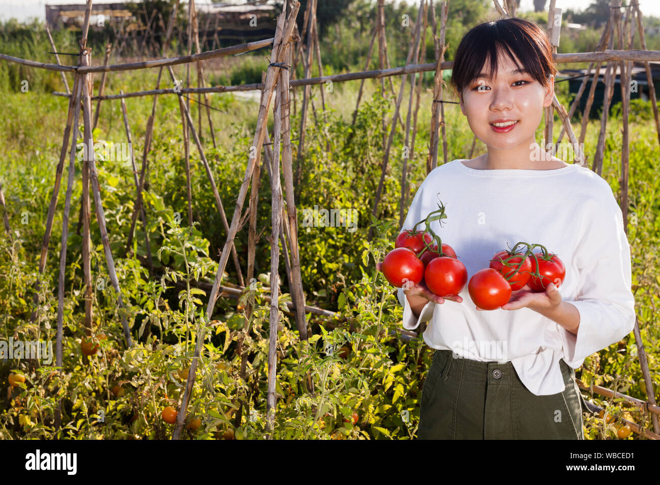 Asian female gardener holding branch of harvested tomatoes on ...