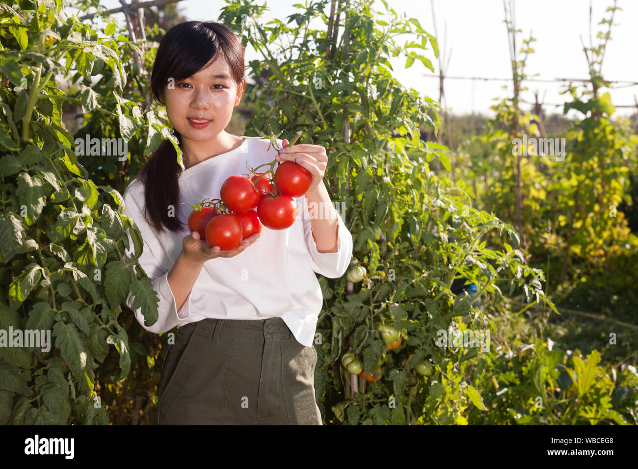 Asian female gardener holding branch of harvested tomatoes on ...