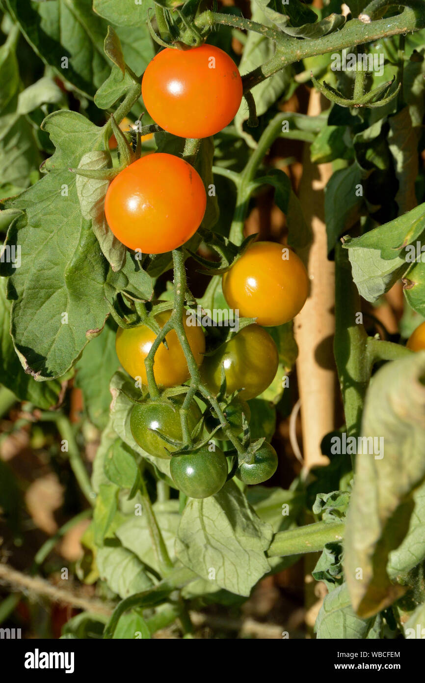 Tomatoes growing in a UK garden Stock Photo