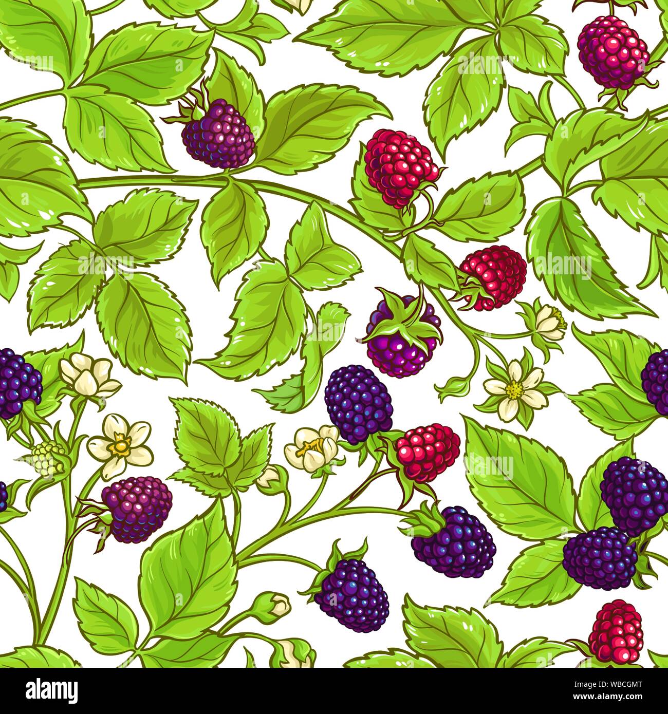 boysenberry vector pattern on white background Stock Vector