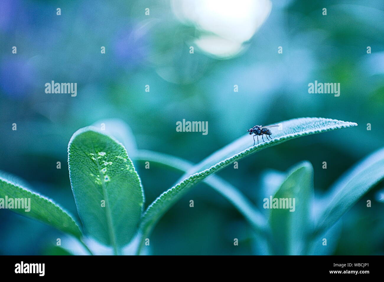 Macro photography. Fly sitting on a green leaf Stock Photo - Alamy