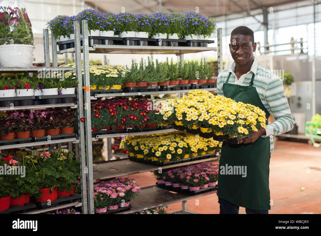 Smiling African American man owner of glasshouse holding tray with flowering Argyranthemum in pots, satisfied with his plants Stock Photo