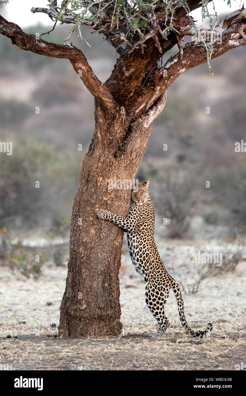 Leopard marking tree hi-res stock photography and images - Alamy
