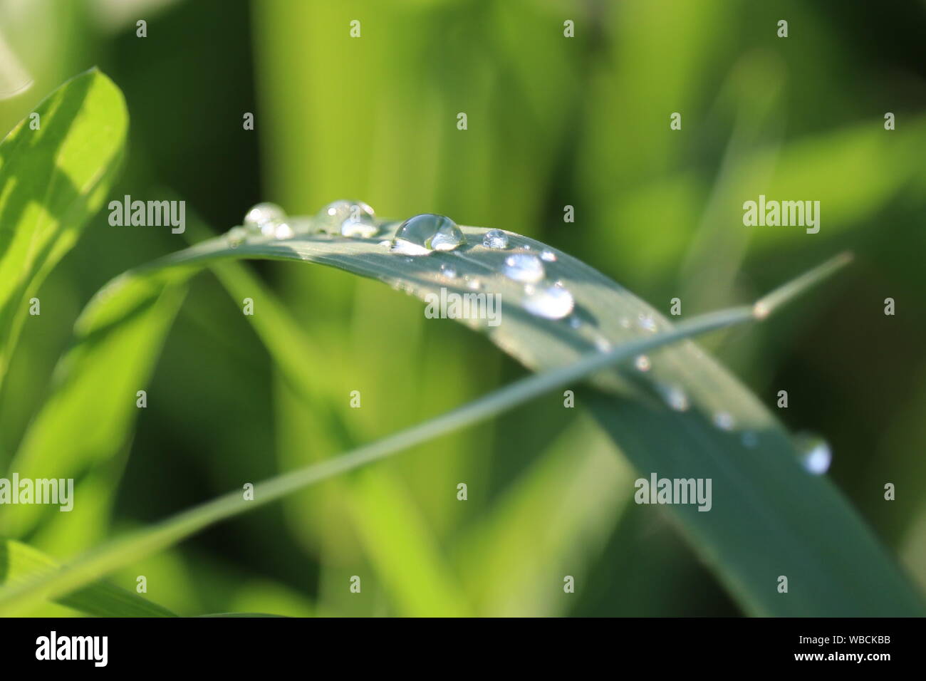 Water drops on a blade of green grass, macro shot. Morning dew glittering in sunny day, freshness concept, nature background Stock Photo