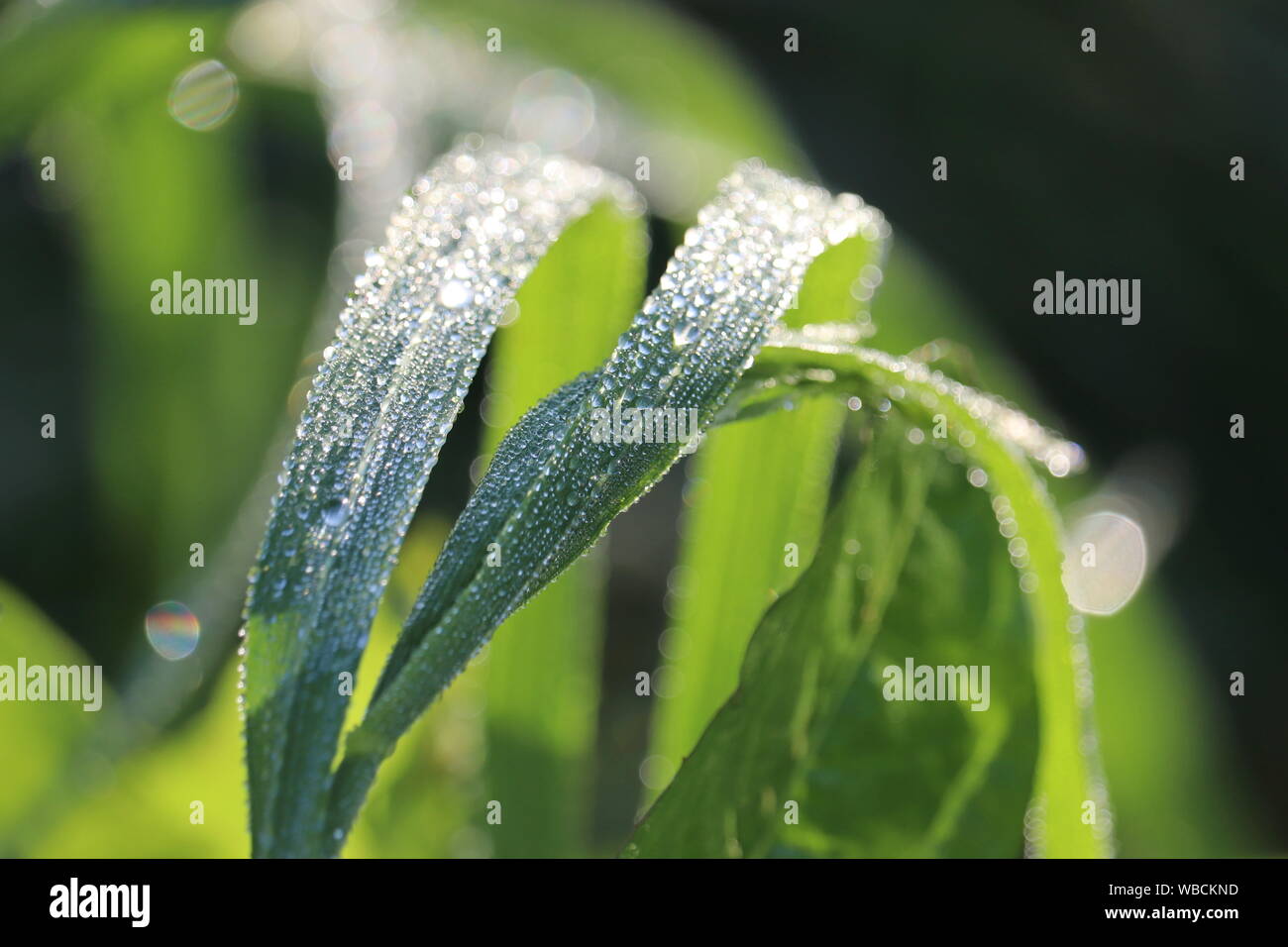 Water drops on a blade of green grass, macro shot. Morning dew glittering in sunny day, freshness concept, nature background Stock Photo