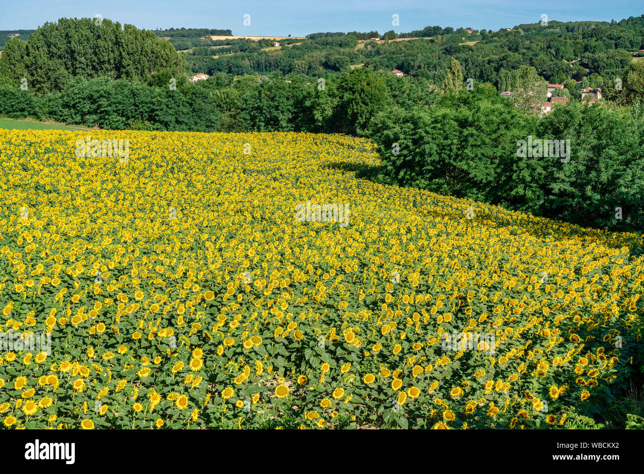 sunflowers near Hautrieves, Drome, france Stock Photo
